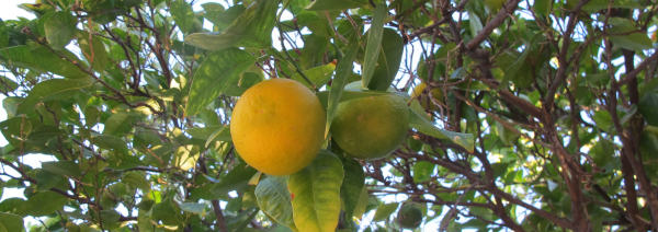 A almost-orange orange haging in a tree.